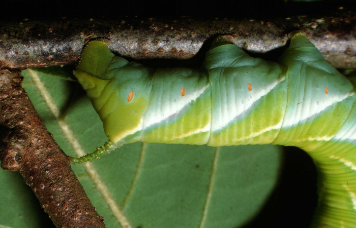 Fig. 13. Larva de <i>Manduca dilucida</i> (Sphingidae), último estadío 75mm de longitud, vista lateral trasera del cuerpo, alimentandose de <i>Annona rensoniana</i> (Annonaceae). Voucher: 02-SRNP-17452-DHJ68390.jpg. 