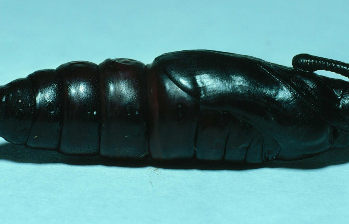 Fig. 16. Pupa de <i>Manduca dilucida</i> (Sphingidae), vista lateral, 45mm de longitud, Voucher: 83-SRNP-665-DHJ5525.jpg.