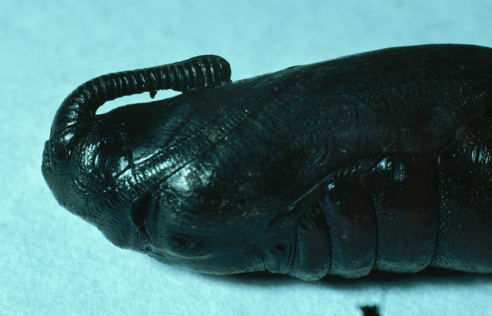 Fig. 18. Pupa de <i>Manduca dilucida</i> (Sphingidae), vista lateral, acercamiento del torax, 45mm de longitud, Voucher: 84-SRNP-593-DHJ7482.jpg.