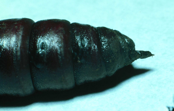 Fig. 19. Pupa de <i>Manduca dilucida</i> (Sphingidae), vista lateral, acercamiento del trasero, 45mm de longitud, Voucher: 84-SRNP-593-DHJ7483.jpg. 