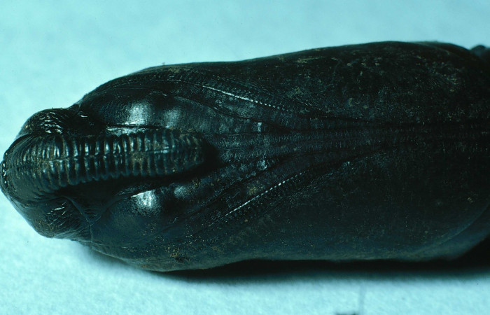 Fig. 20. Pupa de <i>Manduca dilucida</i> (Sphingidae), vista ventral, acercamiento del torax, 45mm de longitud, Voucher: 84-SRNP-593-DHJ7484.jpg.