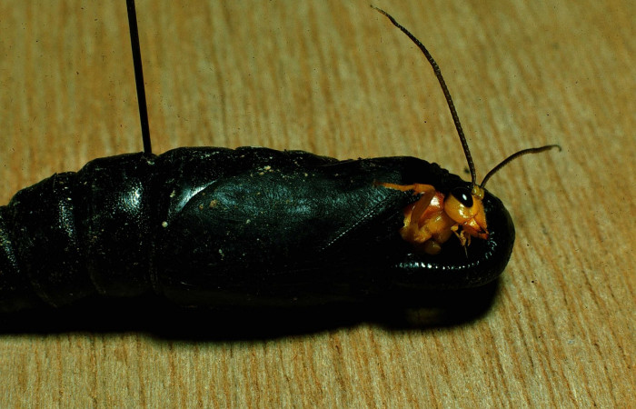 Fig. 21. Pupa de <i>Manduca dilucida</i> (Sphingidae) parasitada, avispa Ichneumonidae <i>Mokajoppa respinozai</i>. Voucher: 87-SRNP-481-DHJ9762.jpg.