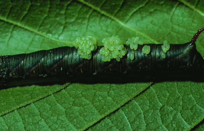 Fig. 23. Larva de <i>Manduca dilucida</i> (Sphingidae) parasitada por Hymenoptera, <i>Euplectrus testaceipes</i> (Chalcidoidea) . Voucher: 84-SRNP-476-DHJ7384.jpg. 