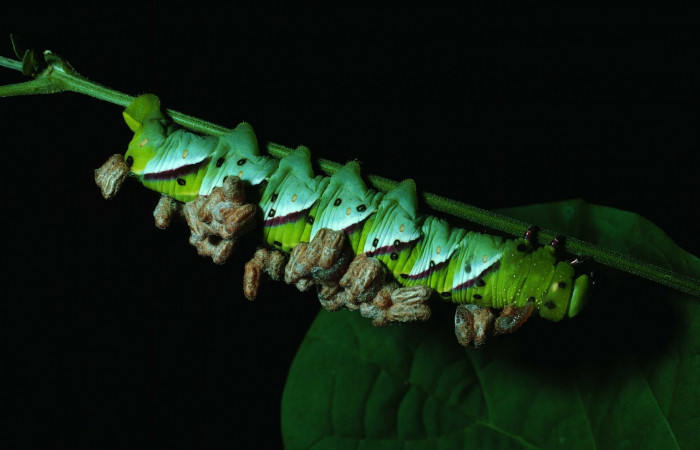 Fig. 25. Larva de <i>Manduca dilucida</i> (Sphingidae) parasitada por Hymenoptera, <i>Microplitis espinachi</i> (Braconidae). Pegados al dorso de la larva en ultimo estadío, 42mm de longitud. Voucher: 83-SRNP-726-DHJ5592.jpg.