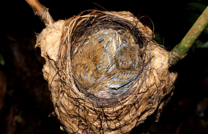 Fig. 10 Pichones de Stub-tailed Spadebill (Piquichato Norteño) <i>Platyrinchus cancrominus</i> (Tyrannidae). 13 de junio 2022, Estación Biológica Los Almendros, Sector El Hacha ACG, Foto. Roster Moraga
