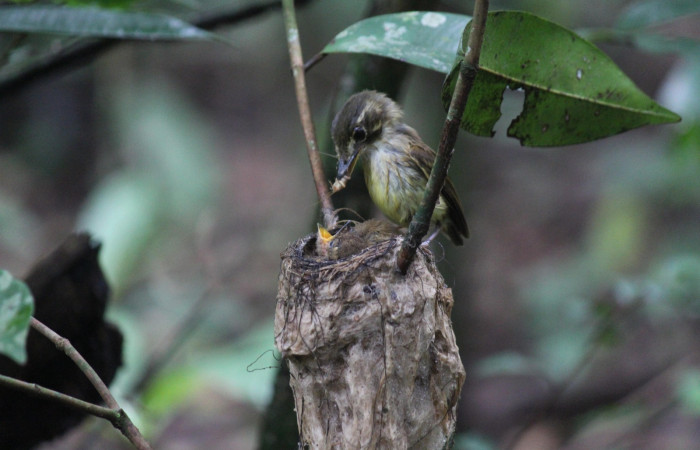 Fig. 11 Stub-tailed Spadebill (Piquichato Norteño) <i>Platyrinchus cancrominus</i> (Tyrannidae). Entregando un grillo a sus pichones 16 de junio 2022, Estación Biológica Los Almendros, Sector El Hacha ACG, Foto. Roster Moraga