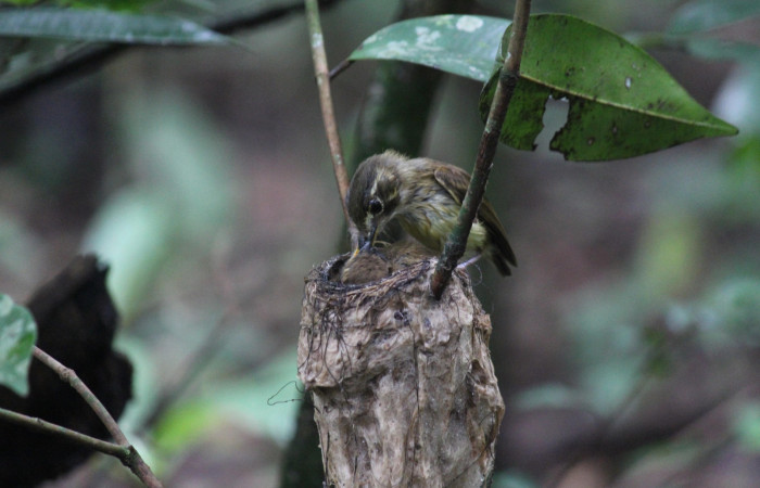 Fig. 12 Stub-tailed Spadebill (Piquichato Norteño) <i>Platyrinchus cancrominus</i> (Tyrannidae). Entregando un grillo a sus pichones 16 de junio 2022, Estación Biológica Los Almendros, Sector El Hacha ACG, Foto. Roster Moraga