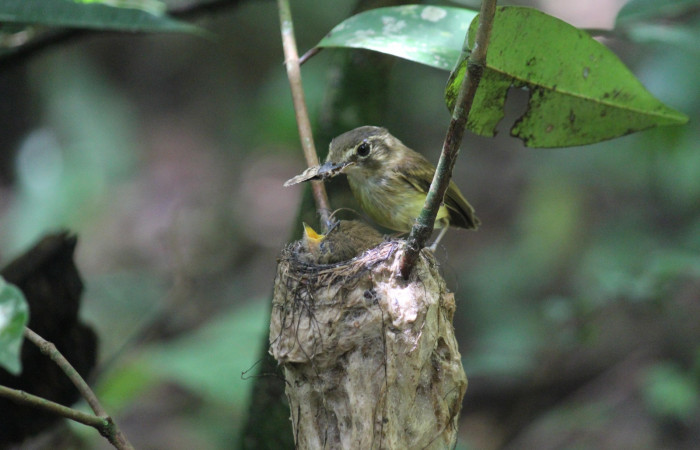 Fig. 13 Stub-tailed Spadebill (Piquichato Norteño) <i>Platyrinchus cancrominus</i> (Tyrannidae). Entregando una mariposa nocturna a sus pichones 16 de junio 2022, Estación Biológica Los Almendros, Sector El Hacha ACG, Foto. Roster Moraga