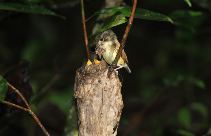 Fig. 15 Stub-tailed Spadebill (Piquichato Norteño) <i>Platyrinchus cancrominus</i> (Tyrannidae). Entregando una mariposa nocturna a sus pichones 16 de junio 2022, Estación Biológica Los Almendros, Sector El Hacha ACG, Foto. Roster Moraga