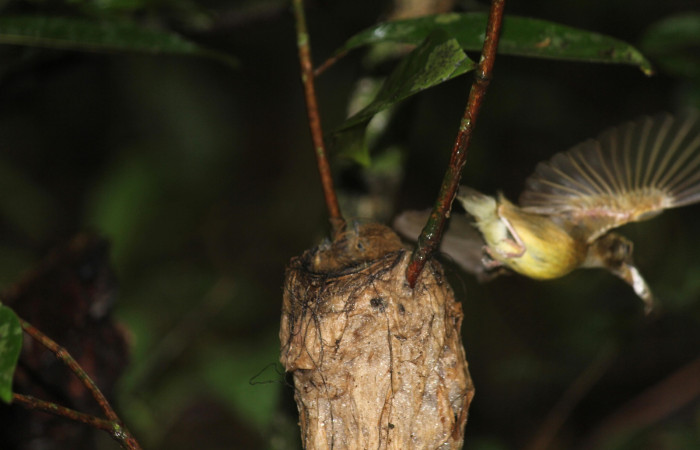 Fig. 16 Stub-tailed Spadebill (Piquichato Norteño) <i>Platyrinchus cancrominus</i> (Tyrannidae). Quitando saco fecal a sus pichones 16 de junio 2022, Estación Biológica Los Almendros, Sector El Hacha ACG, Foto. Roster Moraga