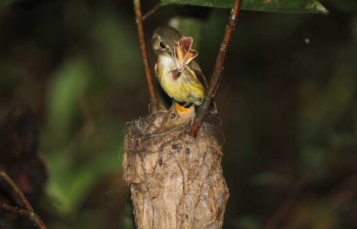 Fig. 18 Stub-tailed Spadebill (Piquichato Norteño) <i>Platyrinchus cancrominus</i> (Tyrannidae). Entregando una mariposa nocturna a sus pichones 21 de junio 2022, Estación Biológica Los Almendros, Sector El Hacha ACG, Foto. Roster Moraga