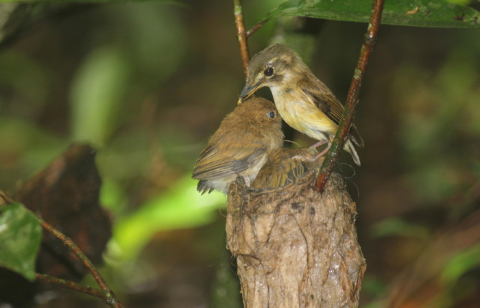 Fig. 19 Stub-tailed Spadebill (Piquichato Norteño) <i>Platyrinchus cancrominus</i> (Tyrannidae). Entregando una araña a sus pichones 21 de junio 2022, Estación Biológica Los Almendros, Sector El Hacha ACG, Foto. Roster Moraga