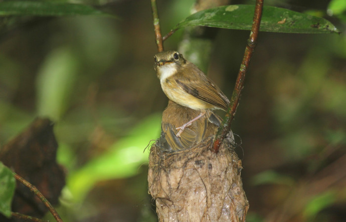 Fig. 20 Stub-tailed Spadebill (Piquichato Norteño) <i>Platyrinchus cancrominus</i> (Tyrannidae). Entregando una araña a sus pichones 21 de junio 2022, Estación Biológica Los Almendros, Sector El Hacha ACG, Foto. Roster Moraga