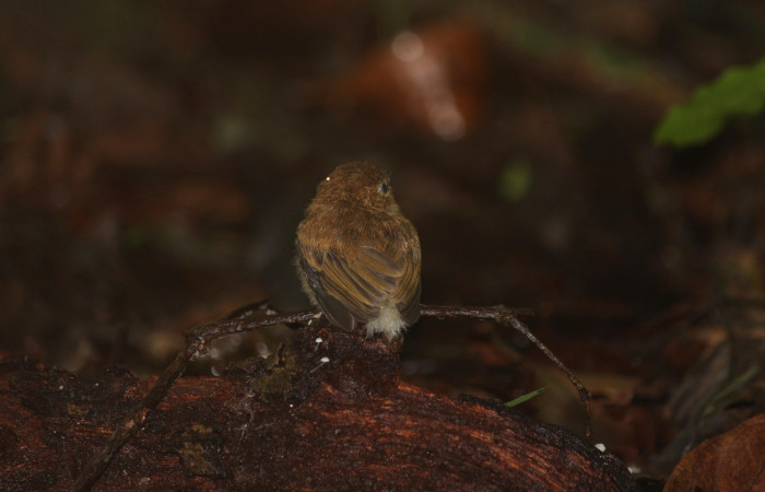 Fig. 21 Juvenil de Stub-tailed Spadebill (Piquichato Norteño) <i>Platyrinchus cancrominus</i> (Tyrannidae). Perchado sobre una rama caida al suelo 21 de junio 2022, Estación Biológica Los Almendros, Sector El Hacha ACG, Foto. Roster Moraga