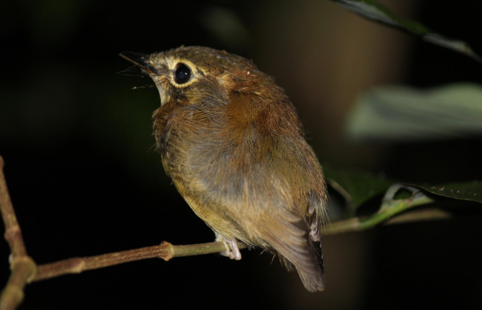 Fig. 4 Stub-tailed Spadebill (Piquichato Norteño) <i>Platyrinchus cancrominus</i> (Tyrannidae). Noche del 21 de setiembre 2021, Estación Biológica Los Almendros Sector El Hacha ACG, Foto. Roster Moraga
