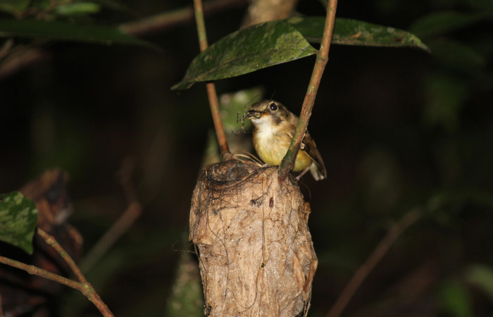 Fig. 7  Stub-tailed Spadebill (Piquichato Norteño) <i>Platyrinchus cancrominus</i> (Tyrannidae). Entregando una araña a sus pichones 13 de junio 2022, Estación Biológica Los Almendros, Sector El Hacha ACG, Foto. Roster Moraga