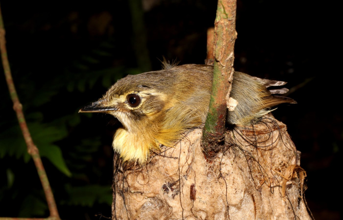 Fig. 9 Stub-tailed Spadebill (Piquichato Norteño) <i>Platyrinchus cancrominus</i> (Tyrannidae). Calentando a sus pichones 13 de junio 2022, Estación Biológica Los Almendros, Sector El Hacha ACG, Foto. Roster MoragaFig. 10 Pichones de Stub-tailed Spadebill (Piquichato Norteño) <i>Platyrinchus cancrominus</i> (Tyrannidae). 13 de junio 2022, Estación Biológica Los Almendros, Sector El Hacha ACG, Foto. Roster Moraga