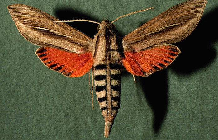 Fig.01. Adulto de <i>Phryxus caicus</i> (Sphingidae), macho vista dorsal, 76mm de longitud, Area Conservación Guanacaste, Costa Rica. Voucher: 94-SRNP-3465-DHJ30192.jpg.