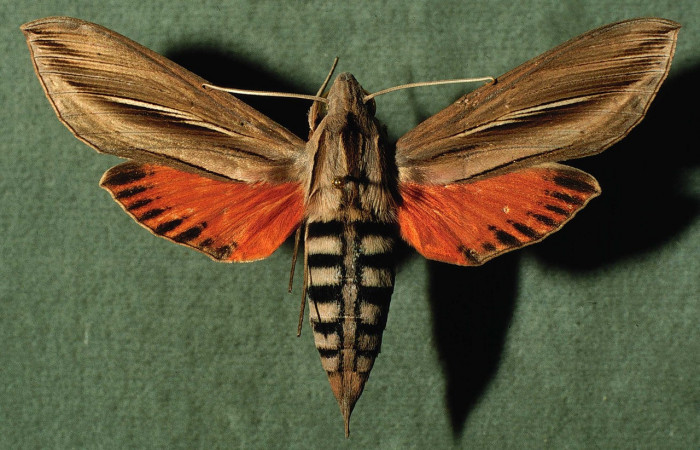 Fig.02. Adulto de <i>Phryxus caicus</i> (Sphingidae), hembra vista dorsal, 70mm de longitud, Area Conservación Guanacaste, Costa Rica. Voucher: 94-SRNP-3466-DHJ30191.jpg.