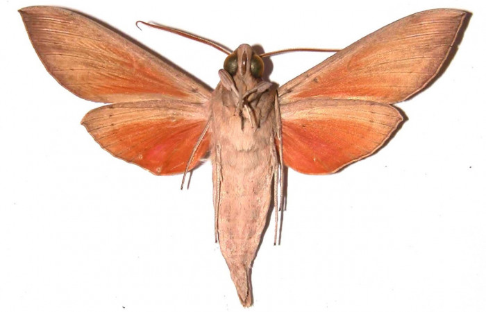 Fig.03. Adulto de <i>Phryxus caicus</i> (Sphingidae), macho vista ventral, 66mm de longitud, Area Conservación Guanacaste, Costa Rica. Voucher: 94-SRNP-3465-DHJ35445.jpg.