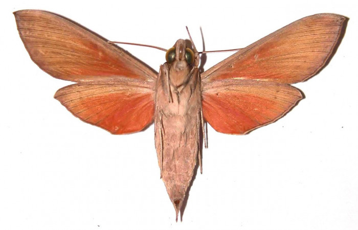 Fig.04. Adulto de <i>Phryxus caicus</i> (Sphingidae), hembra vista ventral, 69mm de longitud, Area Conservación Guanacaste, Costa Rica. Voucher: 94-SRNP-3466-DHJ35443.jpg.