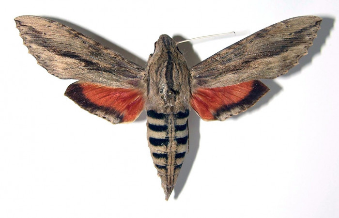 Fig.05. Adulto de <i>Erinnyis ello</i> (Sphingidae), macho vista dorsal, 82mm de longitud, Area Conservación Guanacaste, Costa Rica. Voucher: 03-SRNP-10530-DHJ95312.jpg.