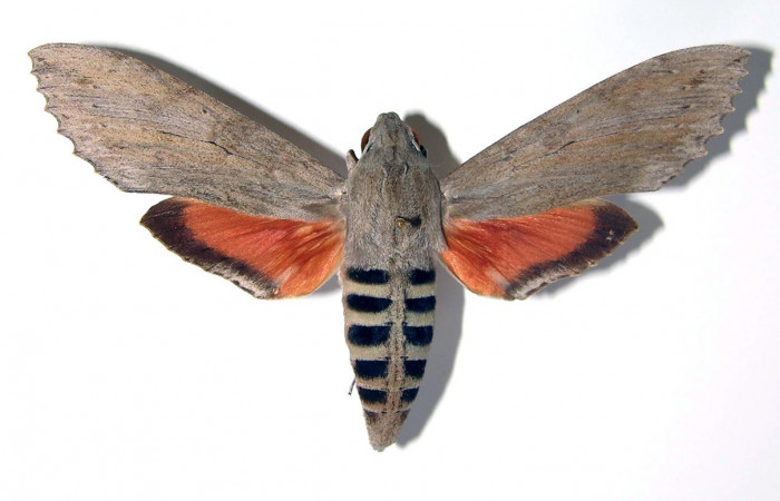 Fig.06. Adulto de <i>Erinnyis ello</i> (Sphingidae), macho vista dorsal, 82mm de longitud, Area Conservación Guanacaste, Costa Rica. Voucher: 00-SRNP-1537-DHJ95318.jpg.