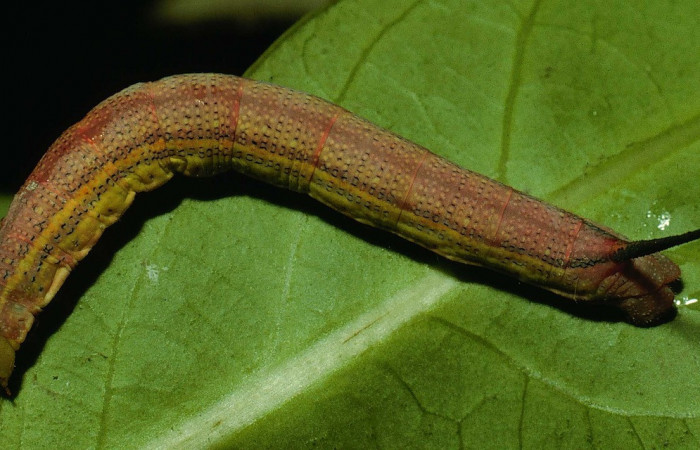 Fig.07. Larva de <i>Phryxus caicus</i>, vista dorsal, último estadío, fotografía DH Janzen, Junio 1994. Area de Conservación Guanacaste, Costa Rica. Voucher: 94-SRNP-3464-DHJ26152.jpg.