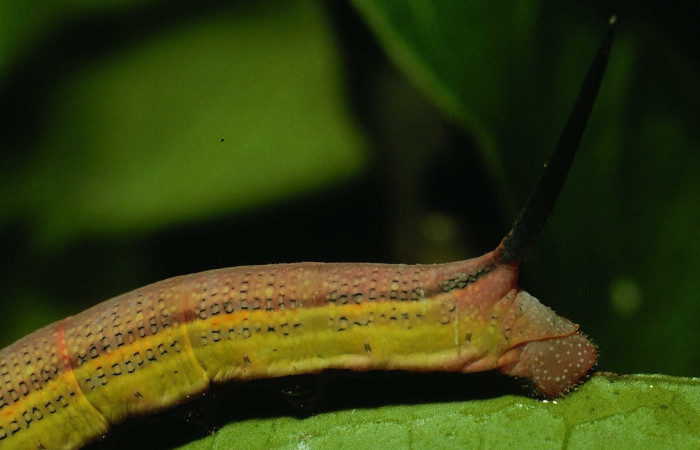 Fig.08. Larva de <i>Phryxus caicus</i>, vista lateral posterior, último estadío, fotografía DH Janzen, Junio 1994. Area de Conservación Guanacaste, Costa Rica. Voucher: 94-SRNP-3464-DHJ26154.jpg.jpg.