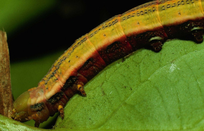 Fig.09. Larva de <i>Phryxus caicus</i>, vista lateral torax, último estadío, fotografía DH Janzen, Junio 1994. Area de Conservación Guanacaste, Costa Rica. Voucher: 94-SRNP-3464-DHJ26155.jpg.
