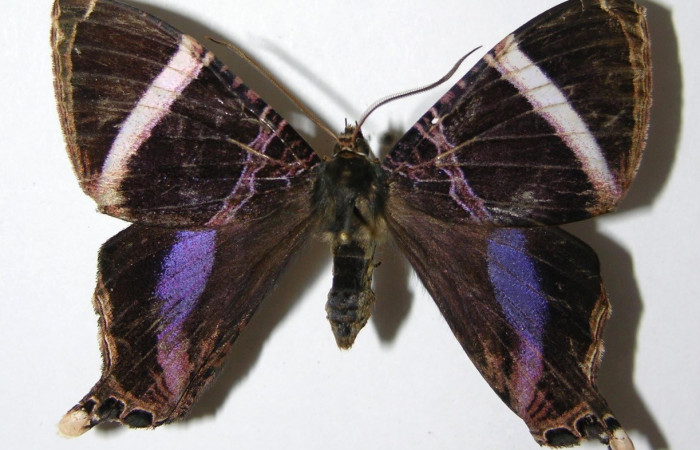 Fig.15. Hembra de <i>Coronidia orithea</i>, tienen la mancha azul metálico más reducida que en los machos. Voucher: 05-SRNP-19274-DHJ331776