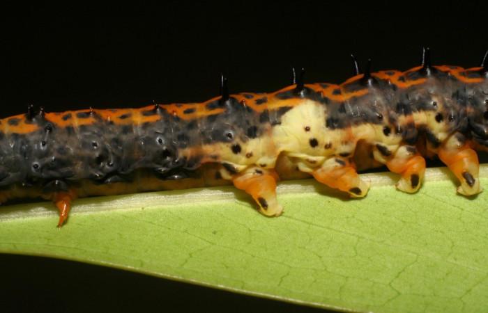 Fig.3 Larva de <i>Coronidia subpicta</i>, vista lateral. Voucher: 06-SRNP-4964-DHJ410805.