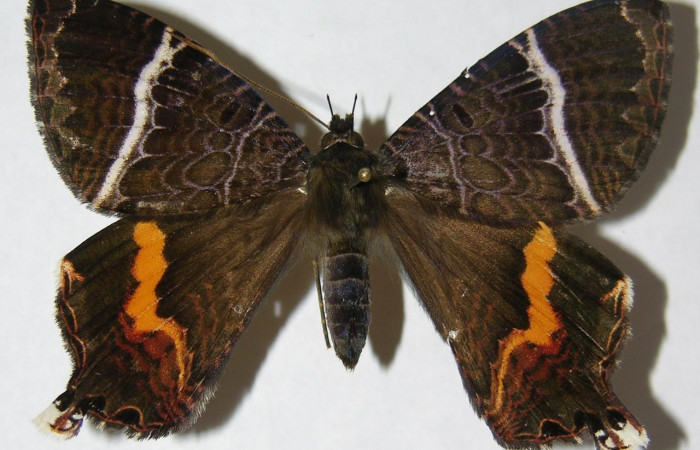 Fig.7 Adulto hembra de <i>Coronidia subpicta </i>, vista dorsal. Voucher: 08-SRNP-36536-DHJ501490