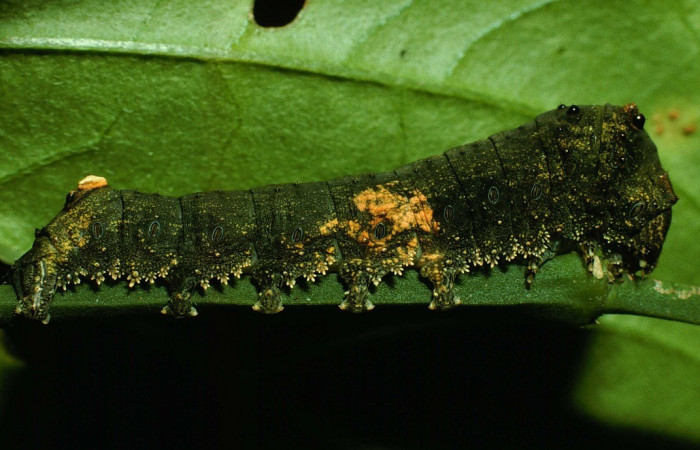 Fig.13 Larva de <i>Coronidia orithea </i> comiendo <i>Phoradendron quadrangulare</i>, (Viscaceae).Voucher:95-SRNP-8509-DHJ25683.