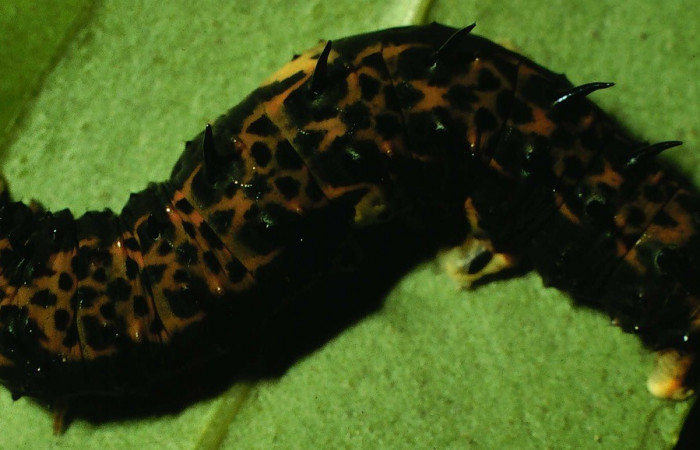 Fig.4 Larva de <i>Coronidia subpicta</i>, vista dorsal. Voucher: 98-SRNP-2196-DHJ44211.jpg.