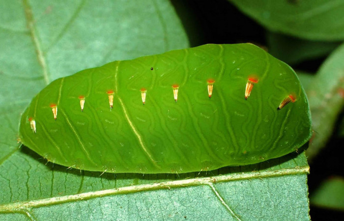 Fig.12. Larva de <i>Natada fusca</i>, en penúltimo estadio de 12mm de longitud. Voucher : 99-SRNP-10551-DHJ51507.jpg.