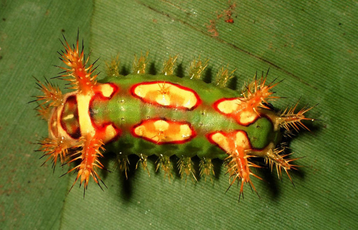Fig.13. Larva de <i>Talima beckeri</i>, en último estadio de 18mm de longitud.. Voucher : 99-SRNP-13388-DHJ52058.jpg.