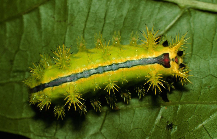 Fig. 14. Mostrando larva de <i>Euclea zygia</i>, en posición dorsal. Voucher : 97-SRNP-6564-DHJ43609.jpg.