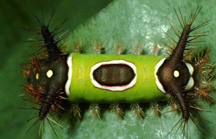 Fig.15. Mostrando larva de <i>Acharia apicalis</i>, en posición dorsal. Voucher : 95-SRNP-6852-DHJ24186.jpg