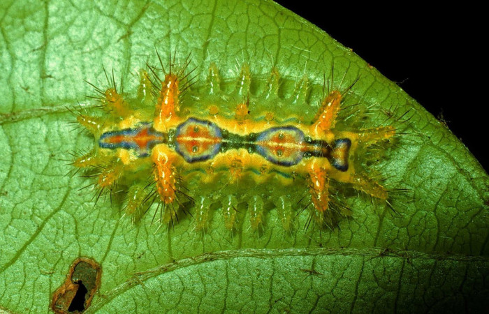 Fig. 16. Mostrando larva de <i>Euclea buscki</i>, en posición dorsal. Voucher : 92-SRNP-3305-DHJ15982.jpg