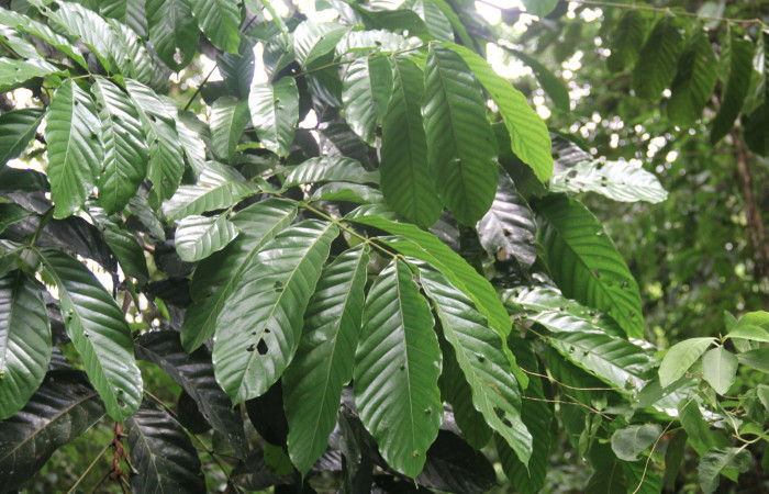 Fig.19. Mostrando hojuelas de <i>Tachigali costaricensis</i> (Fabaceae), planta hospedera del género semyra.