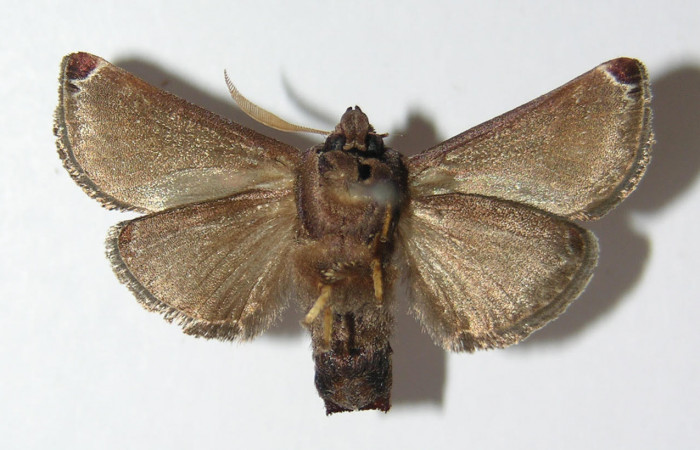 Fig.2. Adulto de <i>Semyra</i> finitaDHJ01. En vista ventral de 25mm de longitud. Voucher : 12-SRNP-77574-DHJ576349.jpg