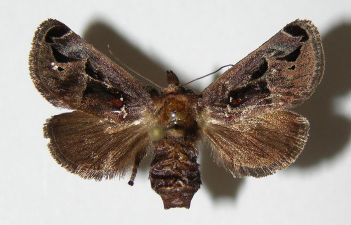 Fig.3. Adulto de <i>Semyra</i> finitaDHJ02. En vista dorsal de 27mm de longitud. Voucher : 03-SRNP-38016-DHJ336840.