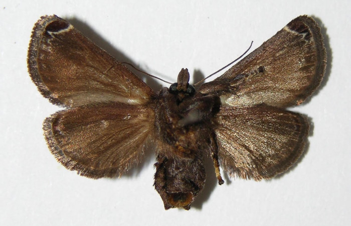 Fig.4. Adulto de <i>Semyra</i> finitaDHJ02. En vista ventral de 27mm de longitud. Voucher : 03-SRNP-38016-DHJ336841.