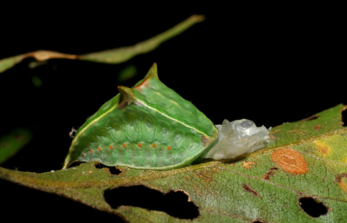 Fig.5. Mostrando larva de <i>Semyra irena</i>.  En posición lateral de 20mm de longitud. Voucher :  07-SRNP-4055-DHJ429786.jpg.