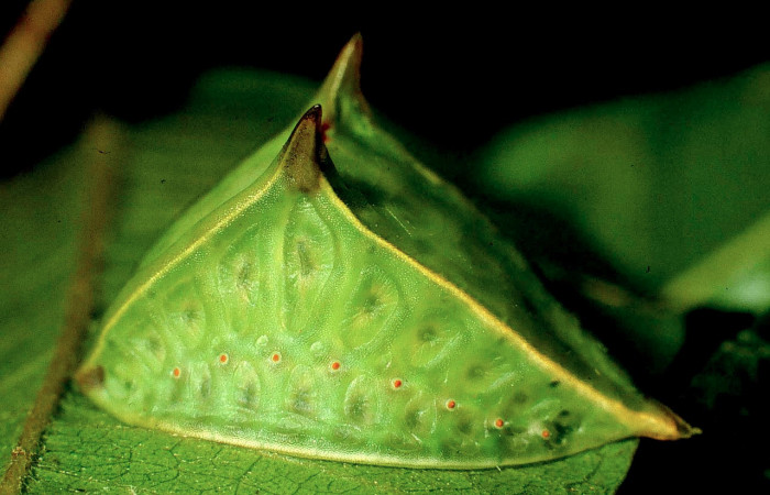 Fig.6. Mostrando larva de <i>Semyra irena</i>. En posición lateral de 20mm de longitud. Voucher : 01-SRNP-631-DHJ57317.jpg.