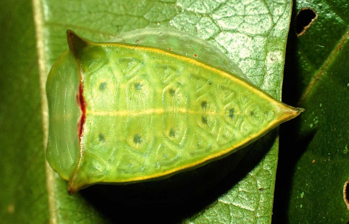 Fig.8. Mostrando larva de <i>Semyra irena</i>. En posición dorsal Voucher : 01-SRNP-631-DHJ57320.jpg.
