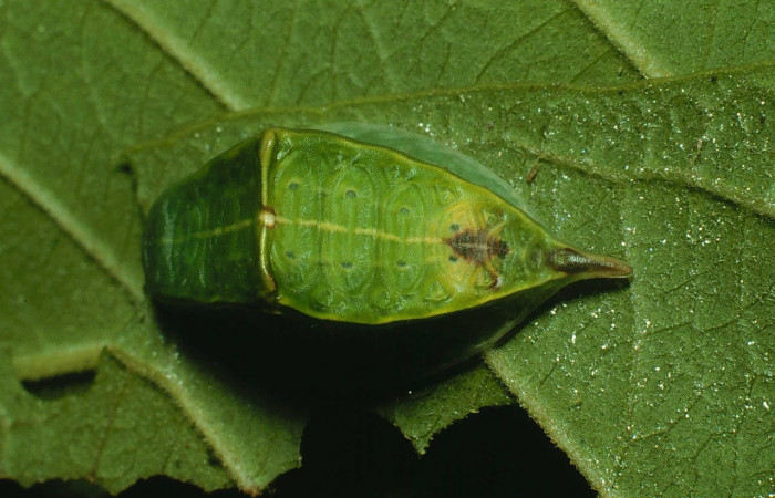 Fig.9. Mostrando larva de <i>Semyra finita</i>. En posición dorsal Voucher : 91-SRNP-2210-DHJ14480.jpg