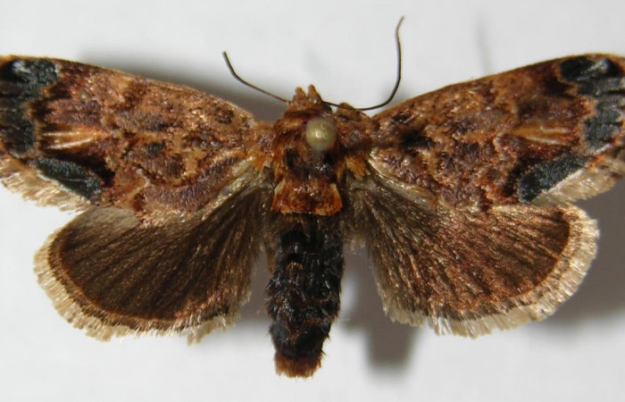 Fig.1 Adulto <i>Isochaetes kenjii</i>,                                       Limacodidae, mostrando la parte dorsal. Voucher: 09-SRNP-36473-DHJ516178.