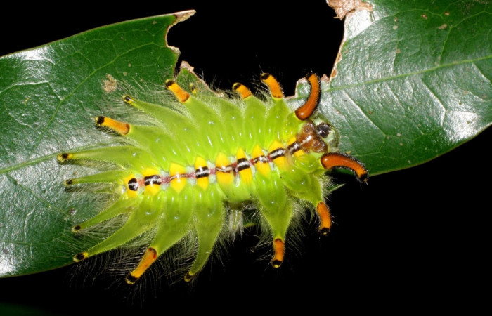 Fig.6 Larva <i>Isochaetes kenjii</i>, Limacodidae, se alimenta <i>Damburneya salicifolia</i>, familia (Lauraceae), mostrando la posición dorsal,U estadio. Voucher: 07-SRNP-58029-DHJ428599.jpg.